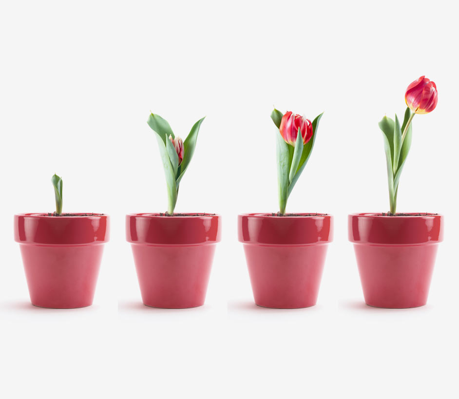 Four red pots in a row showing a flower in progressive stages of blooming